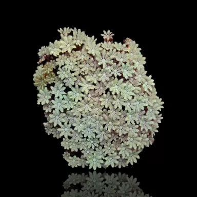 Tubipora Musica grün kaufen | Coralandfishstore.nl