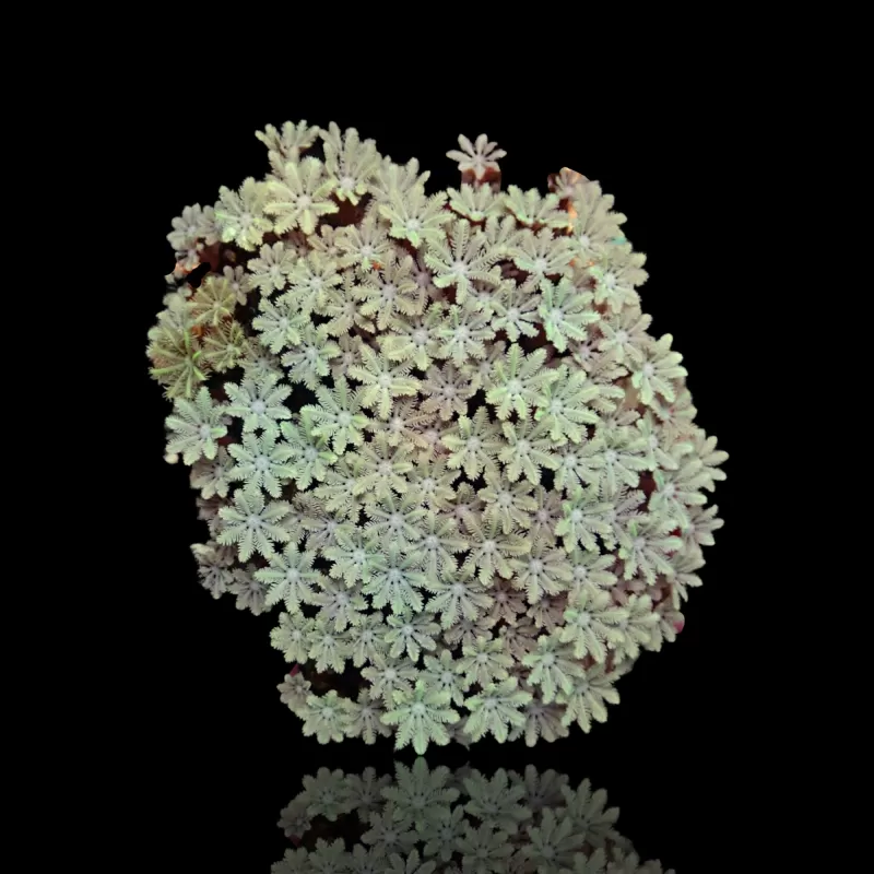 Tubipora Musica pack kopen | Coralandfishstore.nl