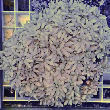 Tubipora Musica grün kaufen | Coralandfishstore.nl