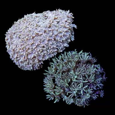 Tubipora Musica Pack Green + Grey - 2 stuks