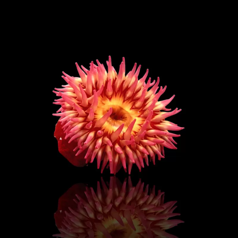 Actiniaria - Volcano Anemone kopen ? | Coralandfishstore