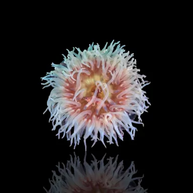 Actiniaria - Volcano Anemone kopen ? | Coralandfishstore