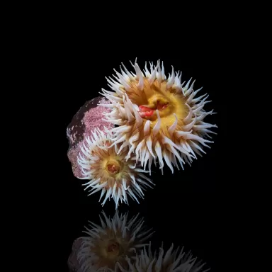 Möchten Sie Actiniaria - Vulkananemone kaufen? | Corallandfishstore