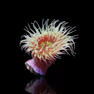 Actiniaria - Volcano Anemone
