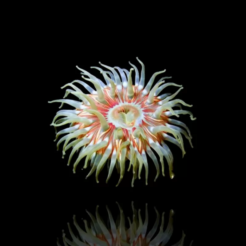 Actiniaria - Volcano Anemone kopen ? | Coralandfishstore