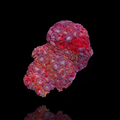 Favia sp multi color kopen | Coralandfishstore.nl