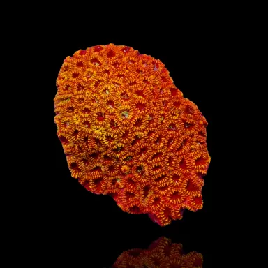 Favia sp multi color kopen | Coralandfishstore.nl