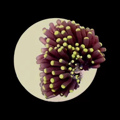 Euphyllia Glabrescens Ultra Yellow Tips kopen | Coralandfishstore.nl