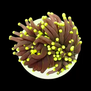 Euphyllia Glabrescens Ultra Yellow Tips kopen | Coralandfishstore.nl