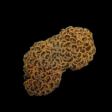 Kaufen Sie Euphyllia Ancora Master Orange Größe L | Coralandfishstore.nl