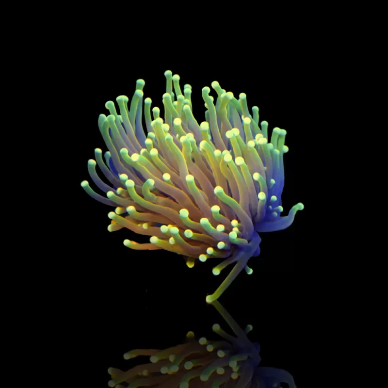Kaufen Sie Euphyllia Glabrescens Hellfire | Coralandfishstore.nl