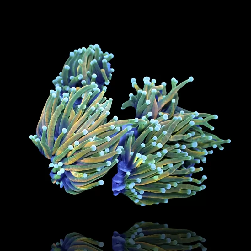 Euphyllia Glabrescens Hellfire  kopen | Coralandfishstore.nl