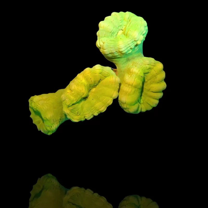 Caulastrea sp. Ultra Green bestellen? l Coralandfishstore.nl