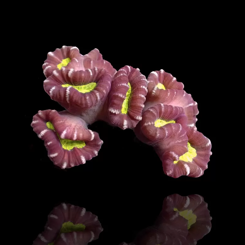 Caulastrea sp. Ultra Green bestellen ? l Coralandfishstore.nl