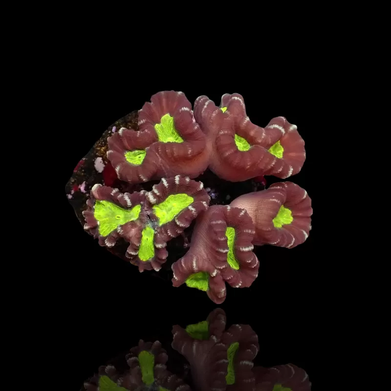 Caulastrea sp. Ultra Green bestellen? l Coralandfishstore.nl