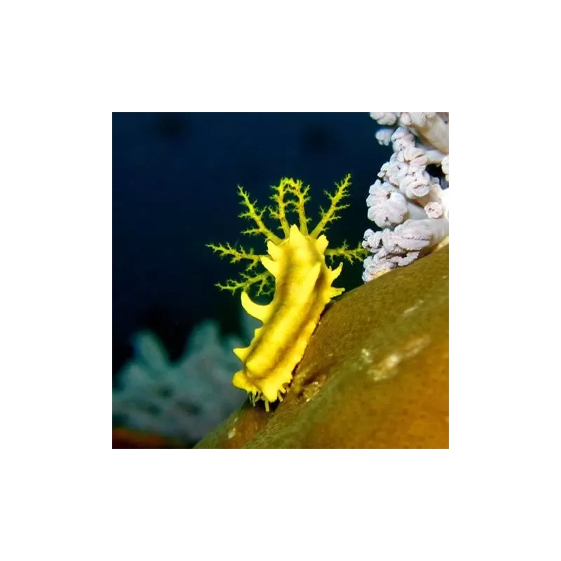 Colochirus Robustus