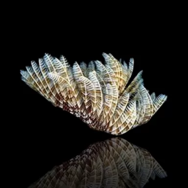 Sabellastarte Indica Soft Tube Worm | Coralandfishstore.nl
