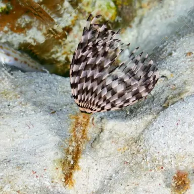 Sabellastarte Indica Soft Tube Worm | Coralandfishstore.nl