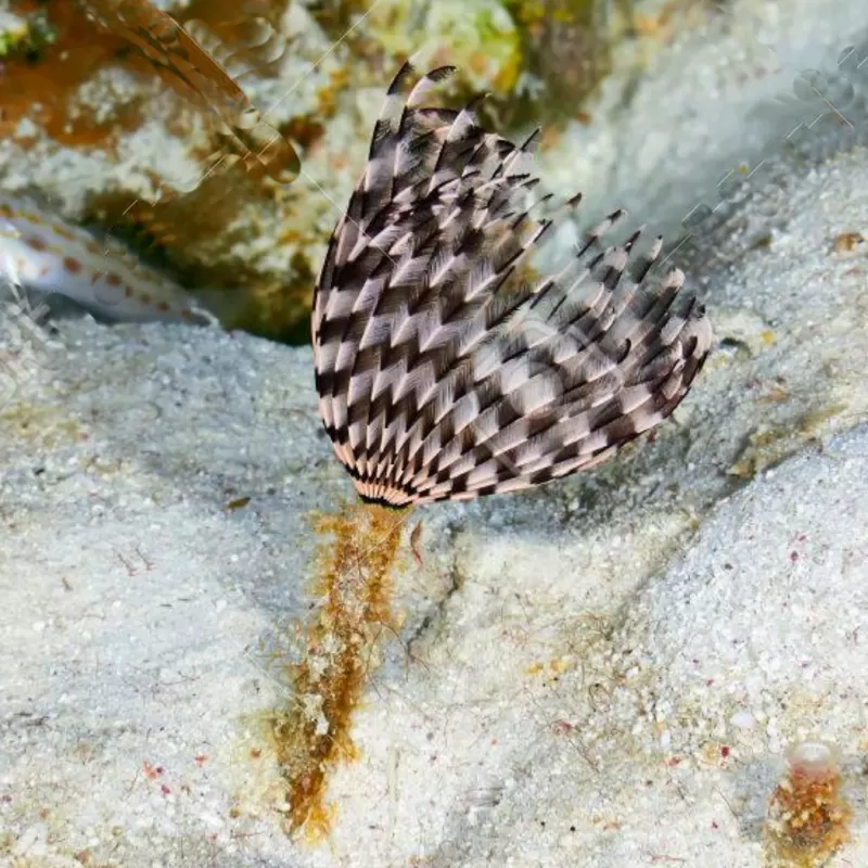 Sabellastarte Indica Soft Tube Worm | Coralandfishstore.nl