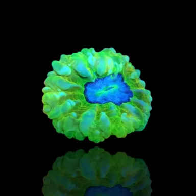 Cynarina Lacrymalis Ultra Green Australie kopen | Coralandfishstore.nl