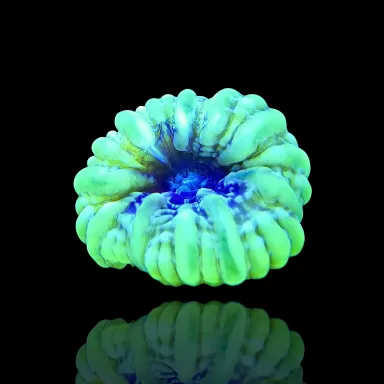 Cynarina Lacrymalis Ultra Green