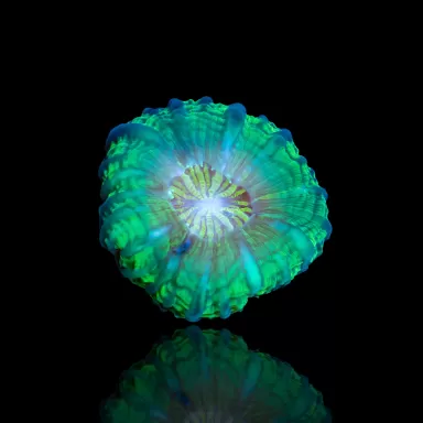 Cynarina Lacrymalis Ultra Green Australie kopen | Coralandfishstore.nl