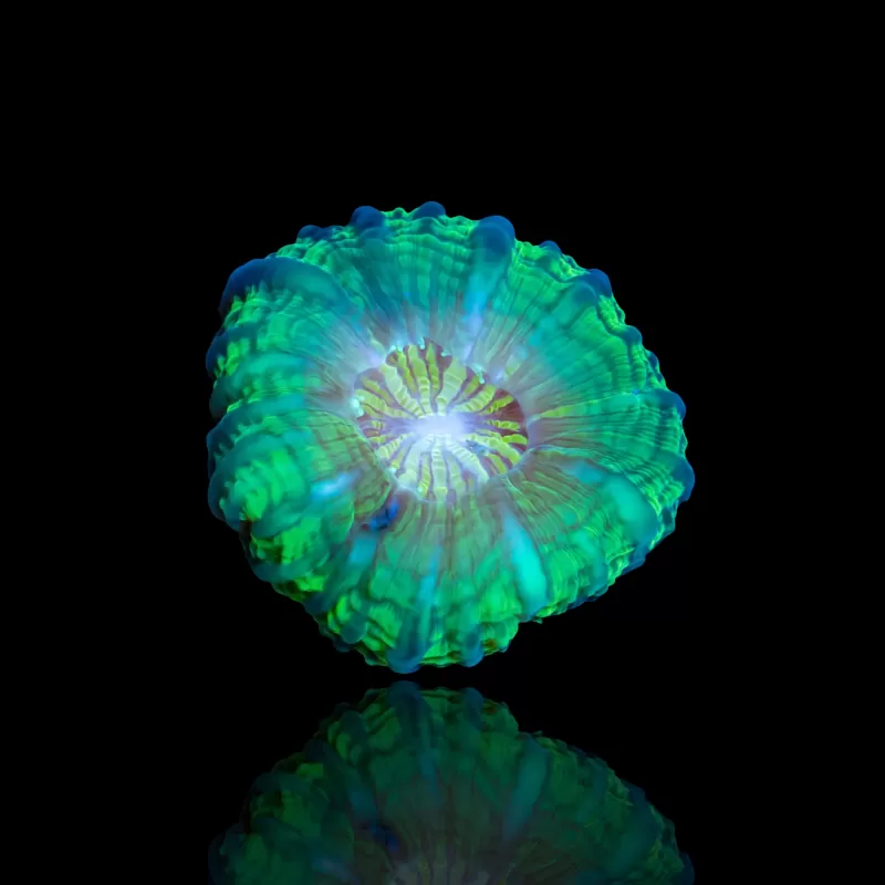 Cynarina Lacrymalis Ultra Green Australie kopen | Coralandfishstore.nl