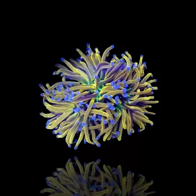 Euphyllia glabrescens NY knicks kopen? Coralandfishstore