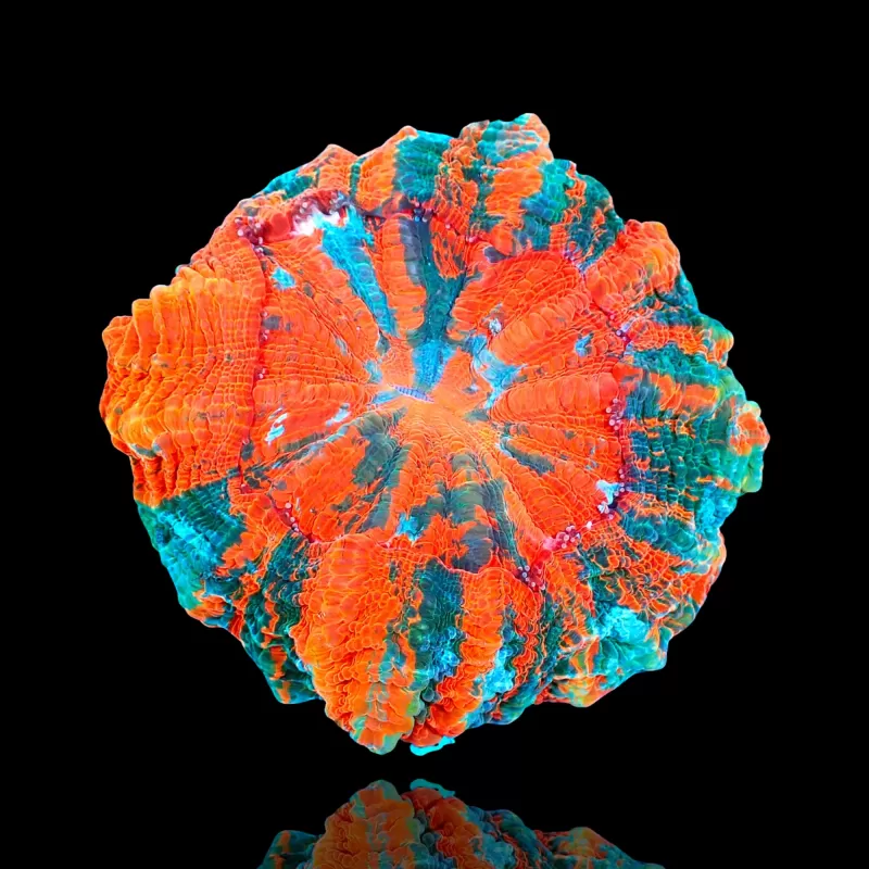 Acanthophyllia deshayesiana (bleeding apple) kopen ? | Coralandfishstore