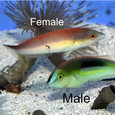 Möchten Sie Pseudojuloides Kaleidos - Weiblich kaufen? | Corallandfishstore