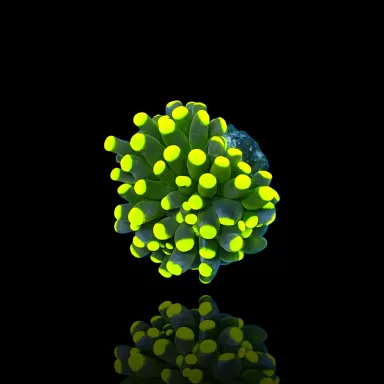 Euphyllia Cristata Rasta kopen | Coralandfishstore.nl