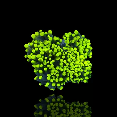 Euphyllia Cristata Rasta - per kop