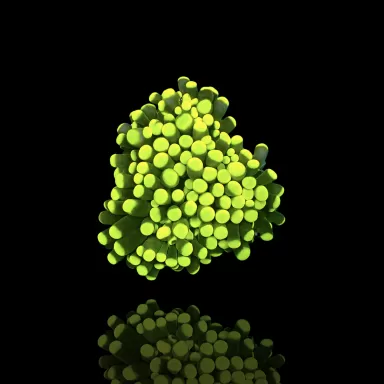 Euphyllia Cristata Rasta kopen | Coralandfishstore.nl