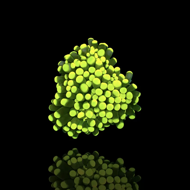 Kaufen Sie Euphyllia Cristata Rasta | Coralandfishstore.nl