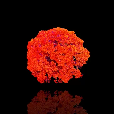 Möchten Sie Actinodendron Plumosum Hells Fire Anemone Red kaufen? | Corallandfishstore