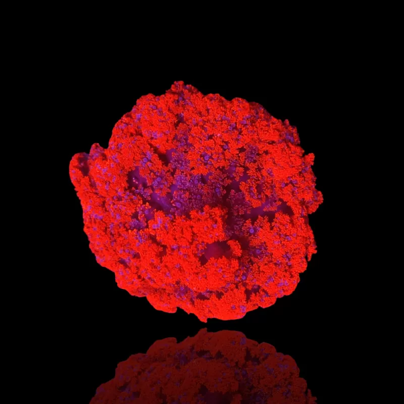 Actinodendron Plumosum Hells Fire Anemone Red kopen ? | Coralandfishstore