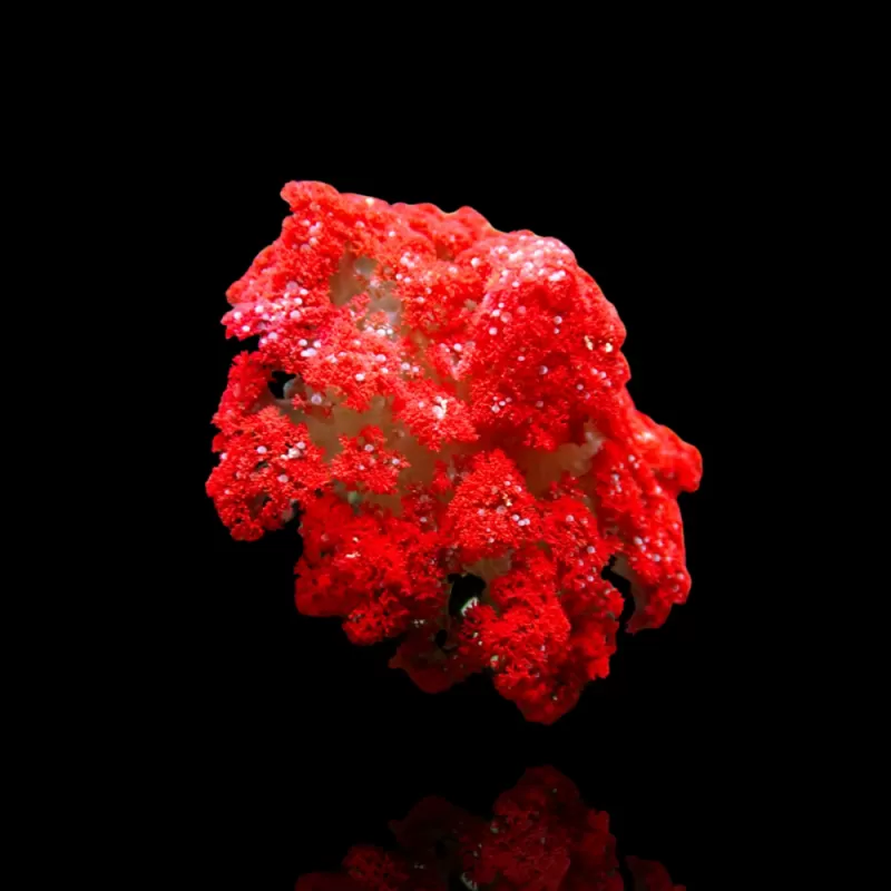 Actinodendron Plumosum Hells Fire Anemone Red kopen ? | Coralandfishstore