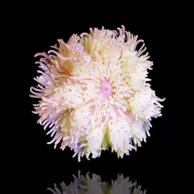 Heteractis Malu White