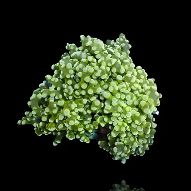Euphyllia divisa green  kopen | Coralandfishstore.nl