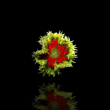 Epicystis Crucifer Vietnam bestellen? l Coralandfishstore.nl