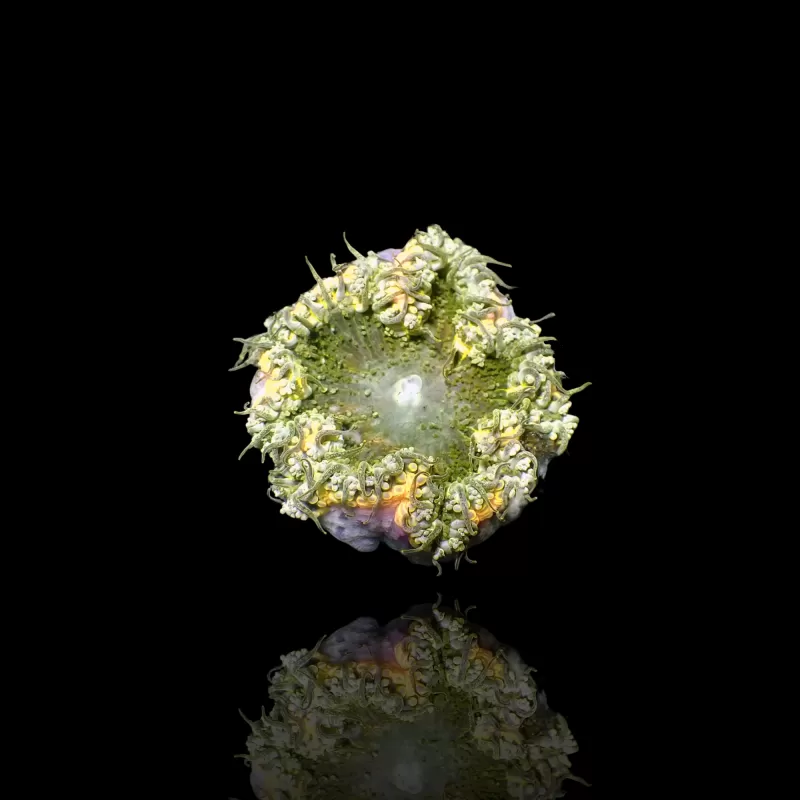 Epicystis Crucifer Vietnam bestellen? l Coralandfishstore.nl