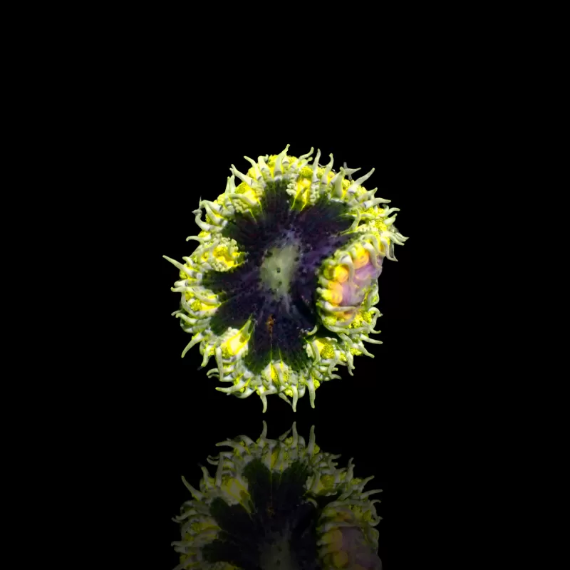 Epicystis Crucifer Vietnam bestellen? l Coralandfishstore.nl