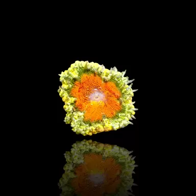 Epicystis Crucifer Vietnam bestellen? l Coralandfishstore.nl