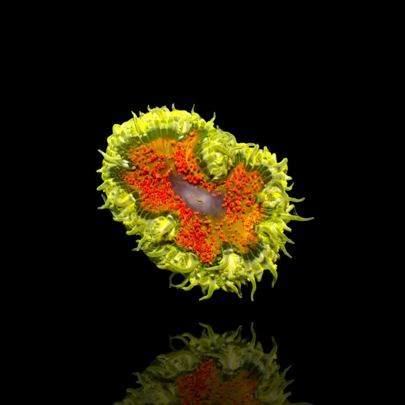 Epicystis Crucifer  Vietnam bestellen ? l Coralandfishstore.nl