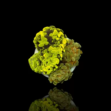 Möchten Sie Euphyllia paraancora Multi Garden 5 Köpfe kaufen? | Corallandfishstore