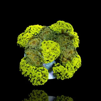 Euphyllia Paraancora Multi Garden 5 heads kopen ? | Coralandfishstore