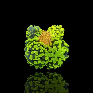 Möchten Sie Euphyllia paraancora Multi Garden 5 Köpfe kaufen? | Corallandfishstore