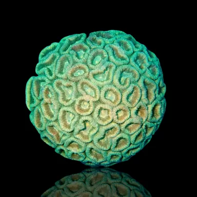 Favia Green Indonesie kopen | Coralandfishstore.nl