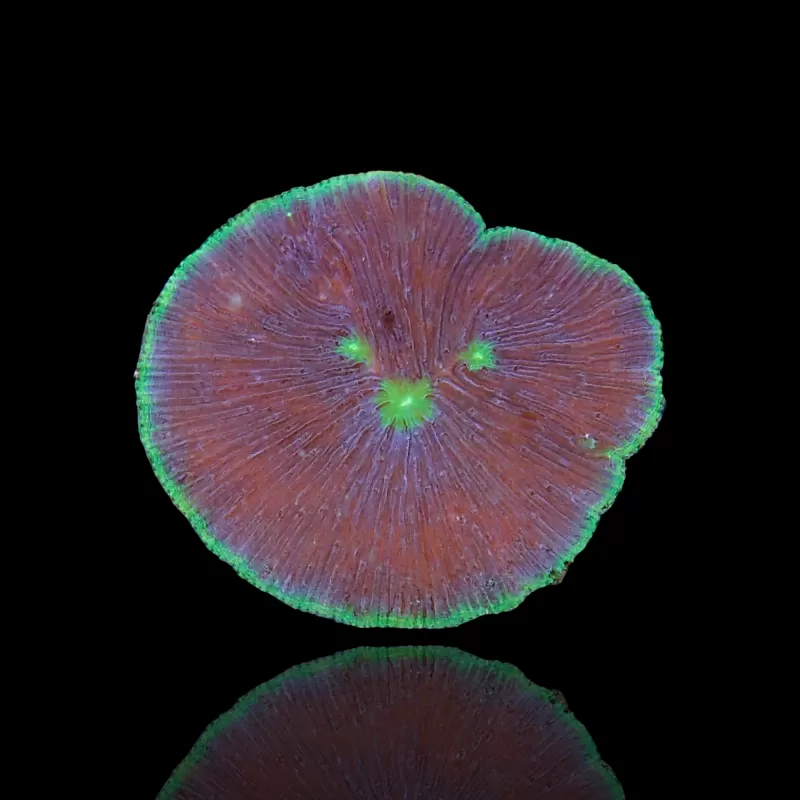 Fungia sp| Coralandfishstore.nl