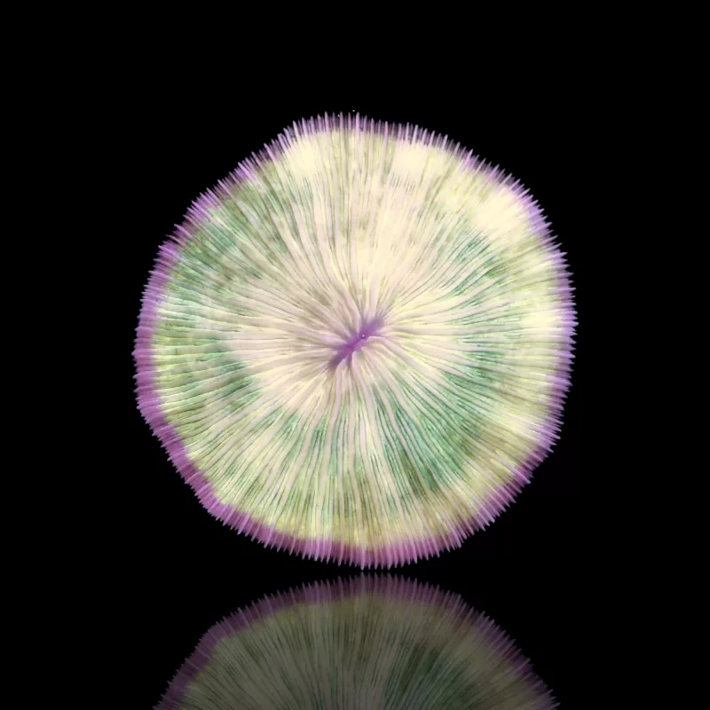 Fungia sp| Coralandfishstore.nl